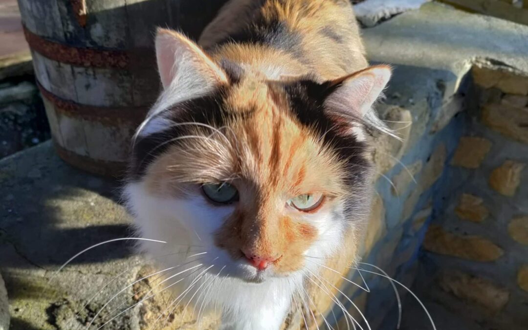 Envie de co-construire notre écolieu avec nous en tant que résident.e?