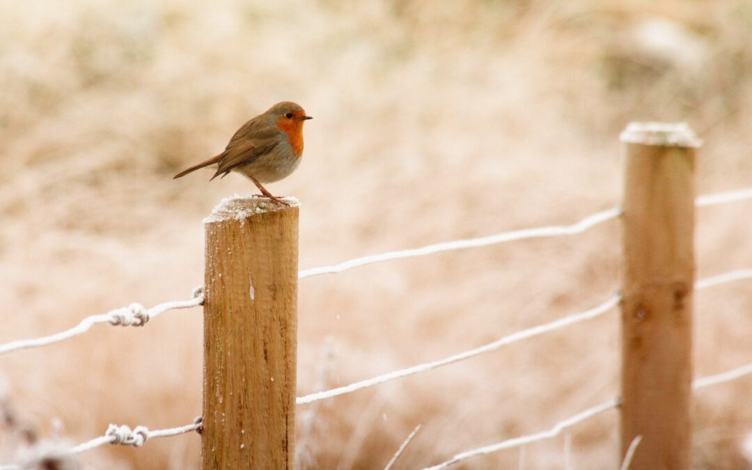 Hiver 2021 – Newsletter